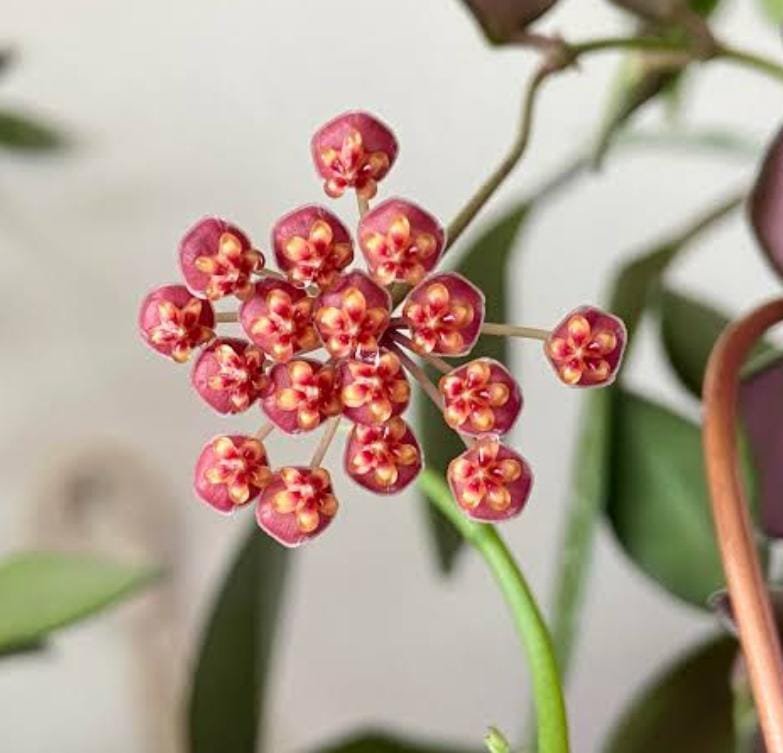 Hoya Burtoniae (jiffy sized)