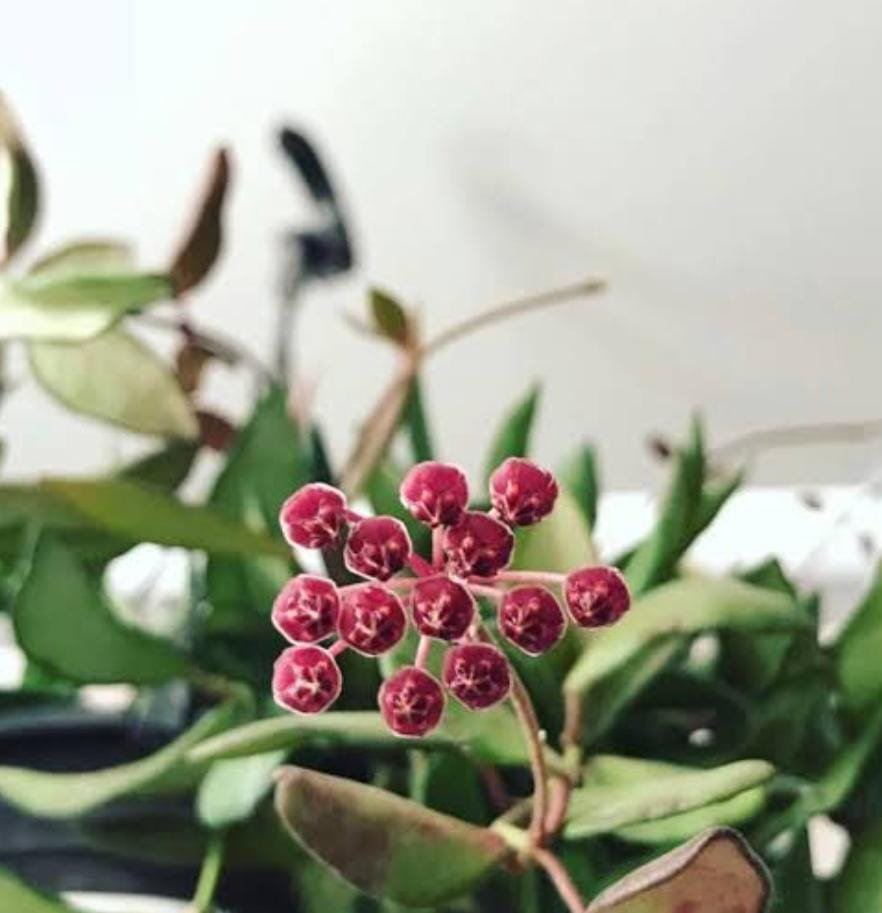 Hoya Burtoniae (jiffy sized) - Image 5