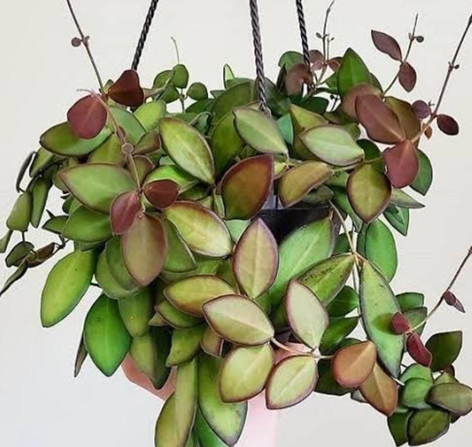 Hoya Burtoniae (jiffy sized) - Image 4