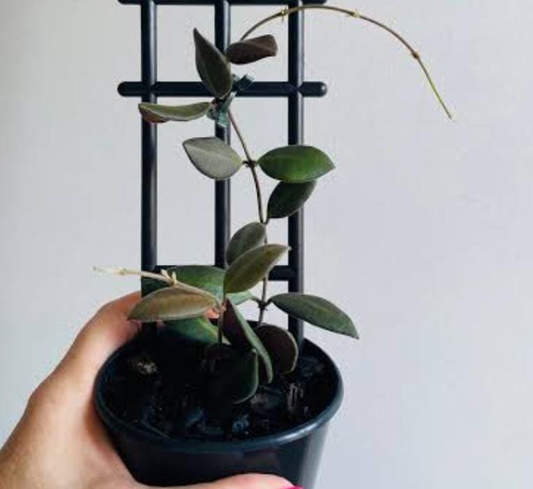 Hoya Burtoniae (jiffy sized) - Image 6