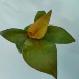 Philodendron Red Heart (jiffy sized)