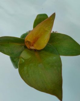 Philodendron Red Heart (jiffy sized)