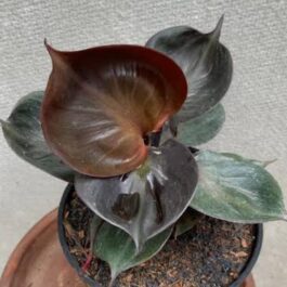 Philodendron Red Heart (jiffy sized)