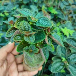 Pelia black crystal (jiffy)