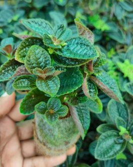 Pelia black crystal (jiffy)