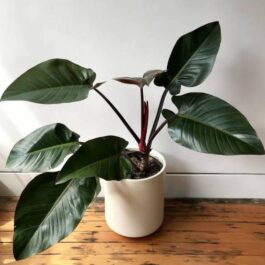 Philodendron Congo Red (medium sized plant)