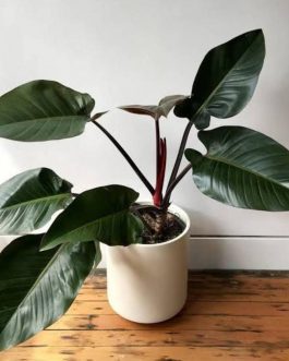 Philodendron Congo Red (medium sized plant)