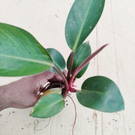 Philodendron Congo Red (medium sized plant)