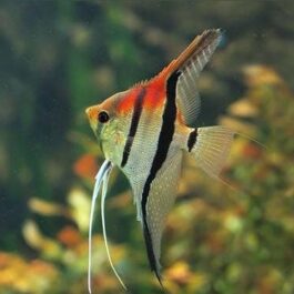 Manacapuru angel Red shoulder coin sized ( 4 fishes)