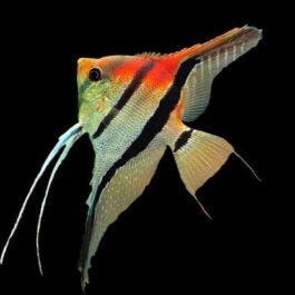 Manacapuru angel Red shoulder coin sized ( 4 fishes)