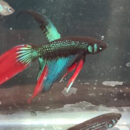 Vailtail imbellis wild betta( pair)