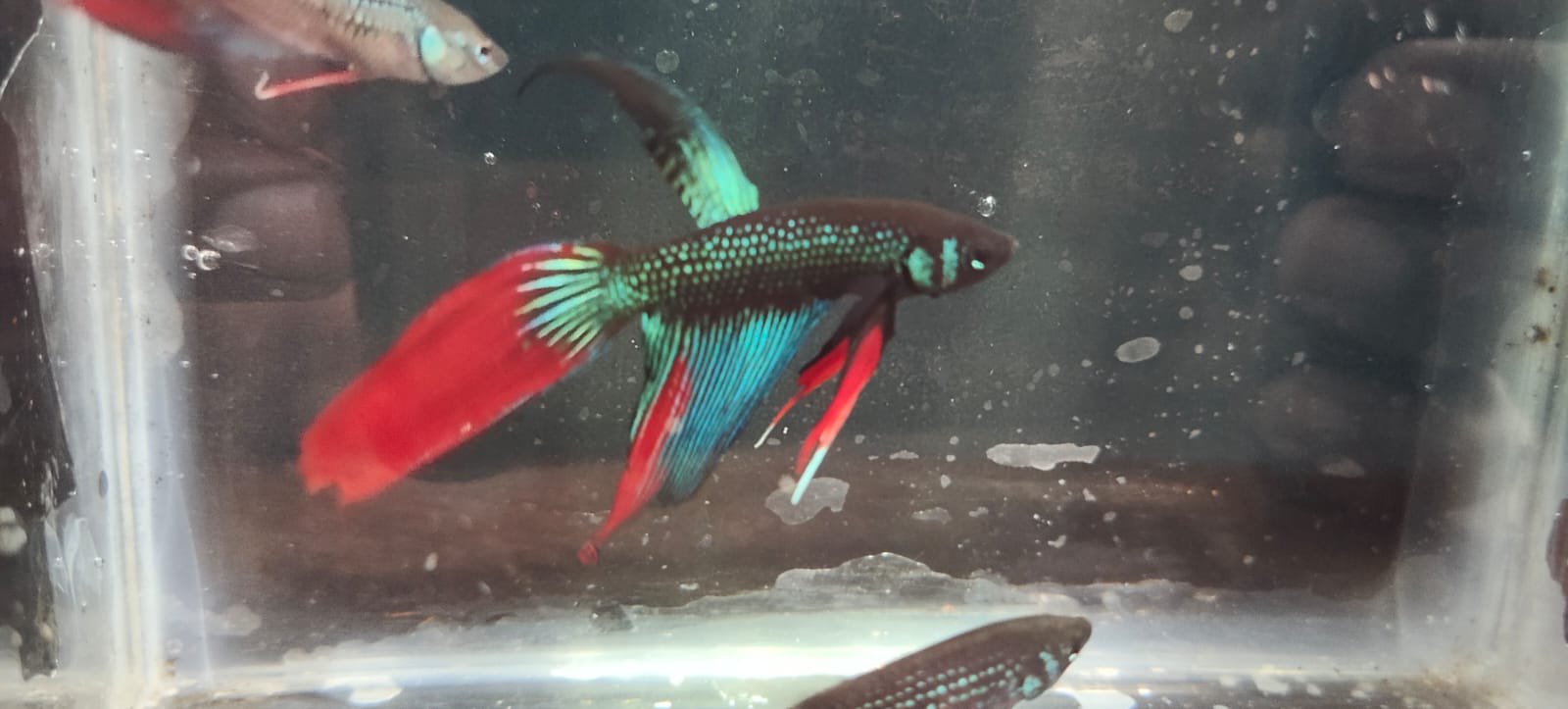 Vailtail imbellis wild betta( pair) - Image 2