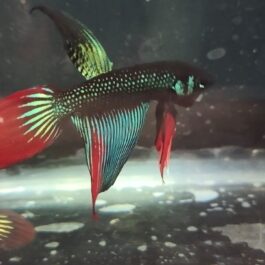 Vailtail imbellis wild betta( pair)