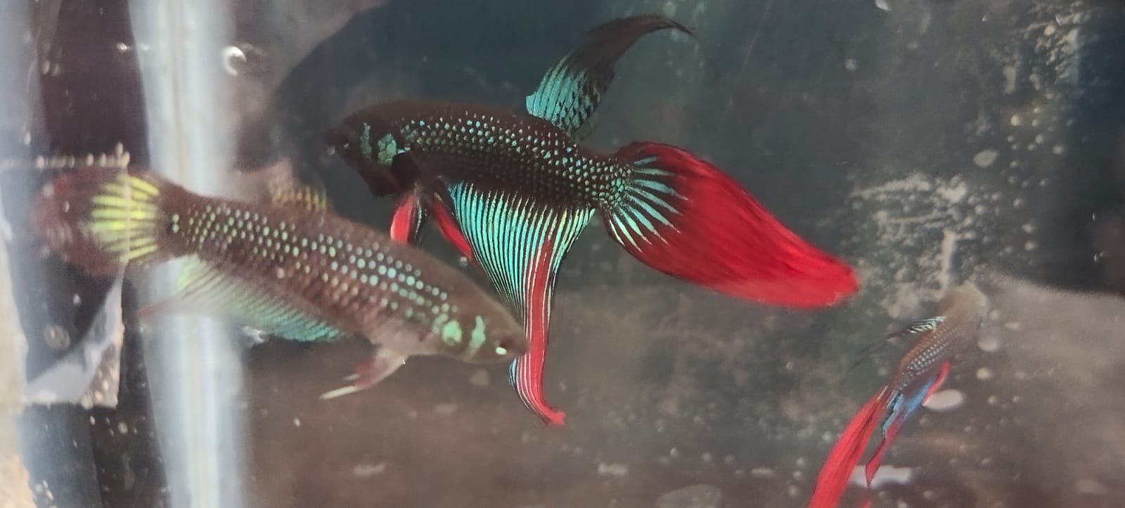 Vailtail imbellis wild betta( pair) - Image 4