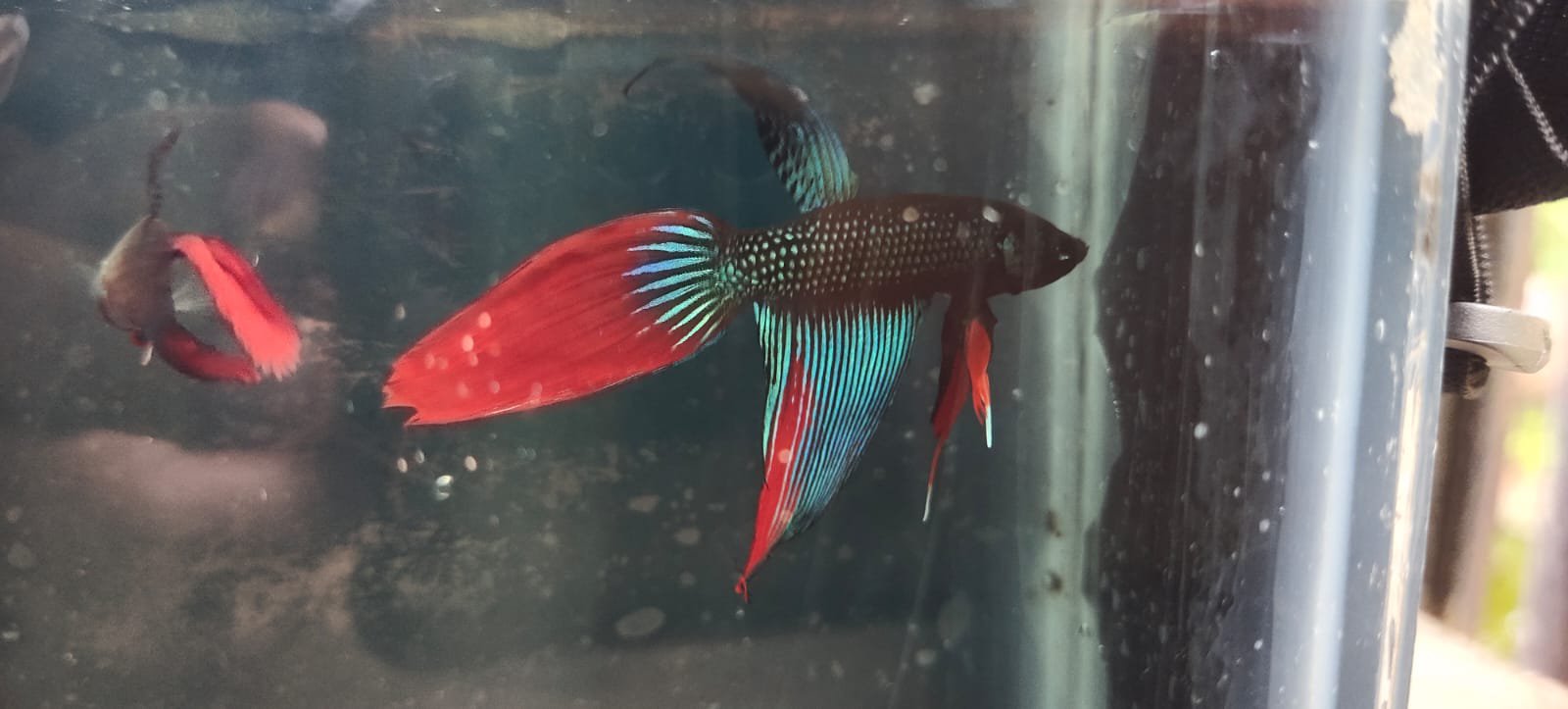 Vailtail imbellis wild betta( pair) - Image 3