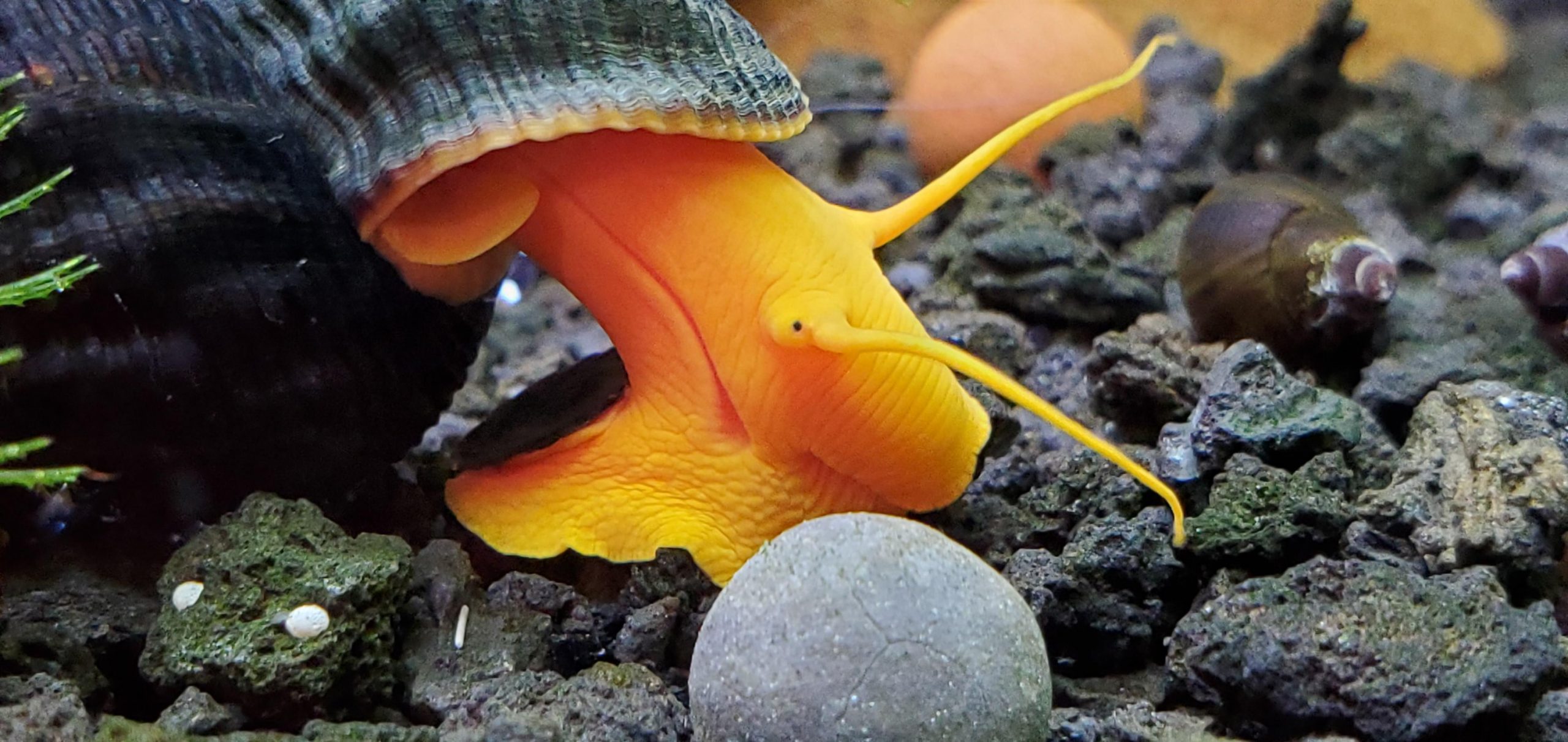 Poso orange rabbit snail ( 3pcs) - Image 4