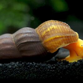 Poso orange rabbit snail ( 3pcs)