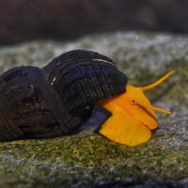 Poso orange rabbit snail ( 3pcs)