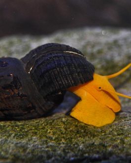 Poso orange rabbit snail ( 3pcs)