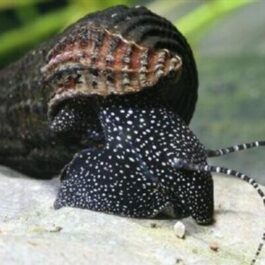 White spotted rabbit snail ( 5 pcs)