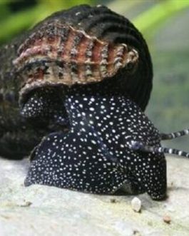 White spotted rabbit snail ( 5 pcs)