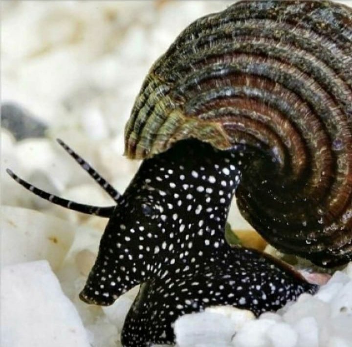White spotted rabbit snail ( 5 pcs)