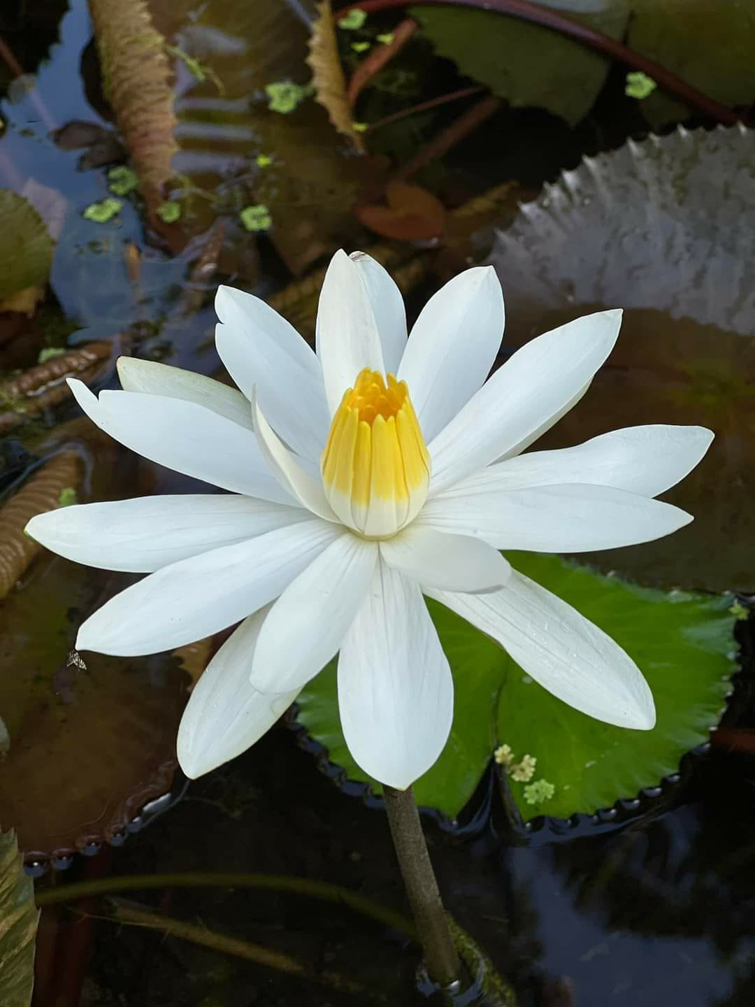 Night bloomer waterlilly combo ( 3 plants) - Image 4