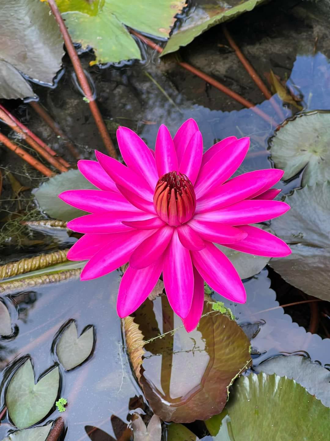 Night bloomer waterlilly combo ( 3 plants) - Image 3