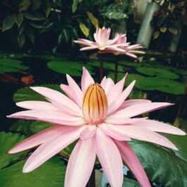 Night bloomer waterlilly combo ( 3 plants)