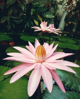 Night bloomer waterlilly combo ( 3 plants)