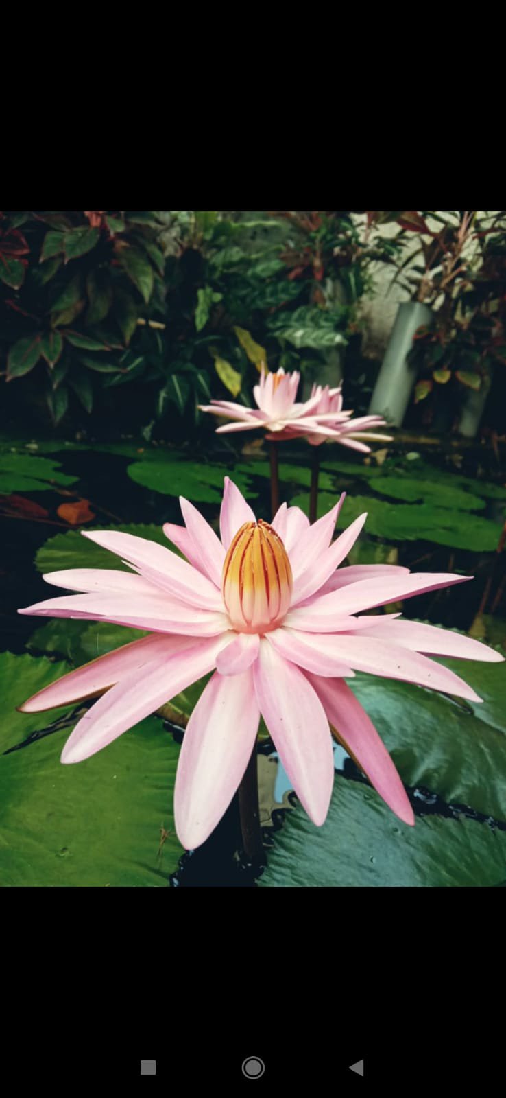 Night bloomer waterlilly combo ( 3 plants) - Image 2