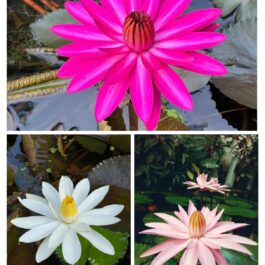 Night bloomer waterlilly combo ( 3 plants)