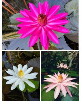 Night bloomer waterlilly combo ( 3 plants)