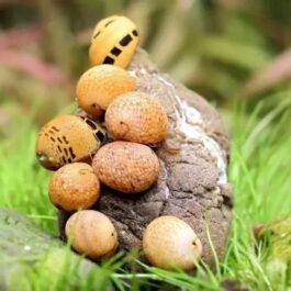 Yellow fancy antler snail ( 5 nos)