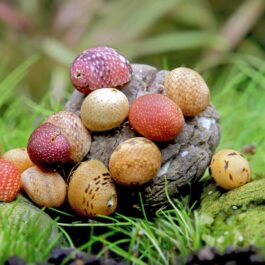 Yellow fancy antler snail ( 5 nos)