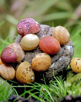 Yellow fancy antler snail ( 5 nos)