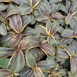 Dracena/Cordilyne fruticosa Miss Andrea (single plant)