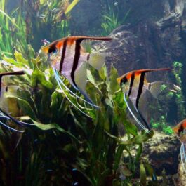 Manacapuru Angel ( 1 large sized fish)