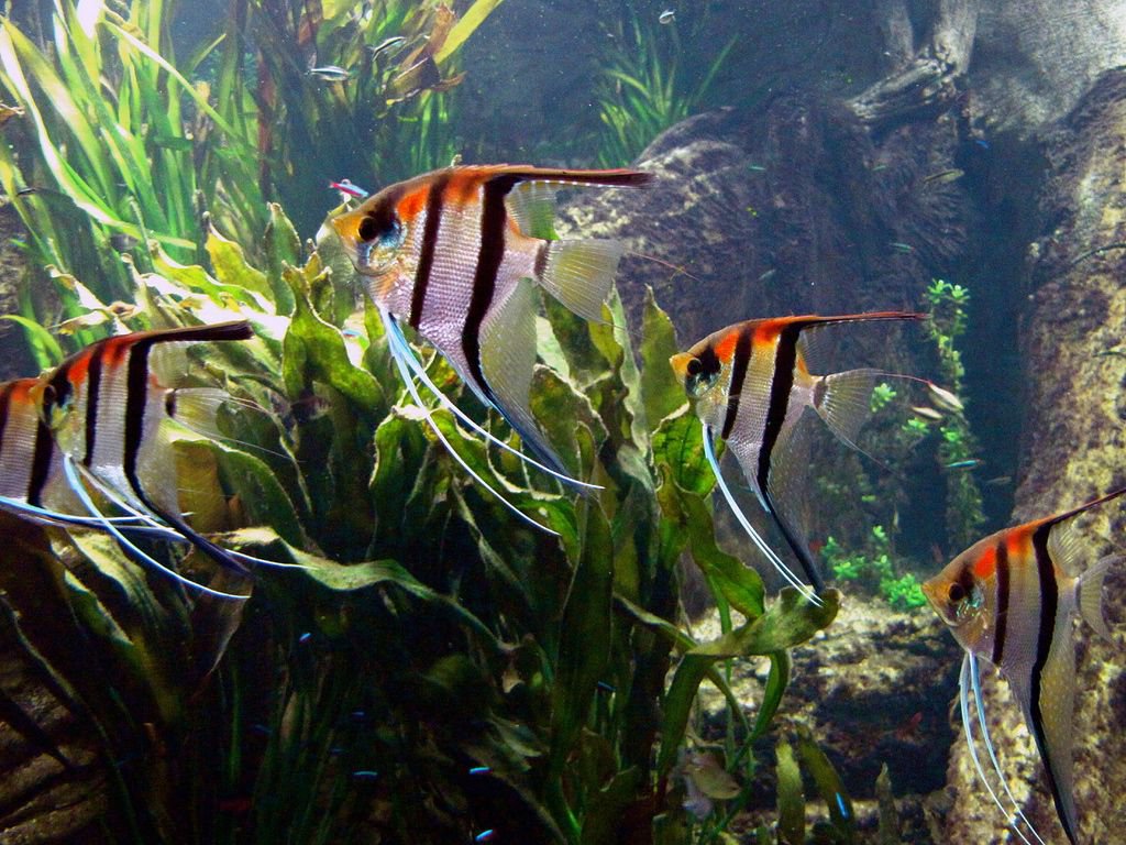 Manacapuru Angel ( 1 large sized fish) - Image 2