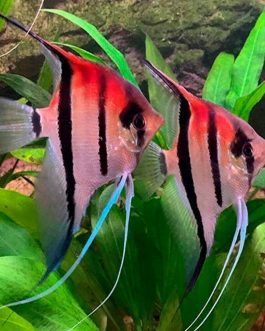 Manacapuru Angel ( 1 large sized fish)