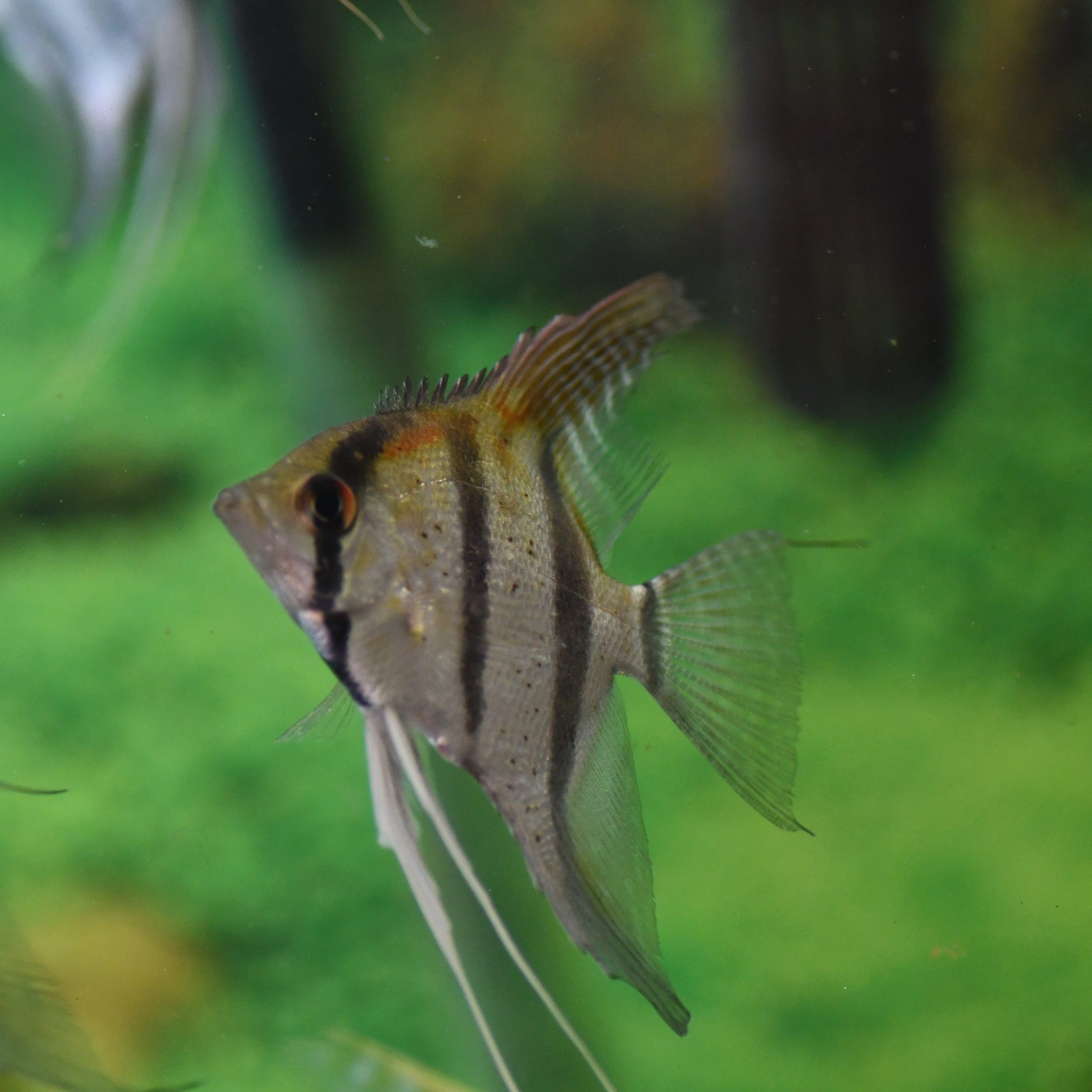 Manacapuru Angel ( 1 large sized fish) - Image 5