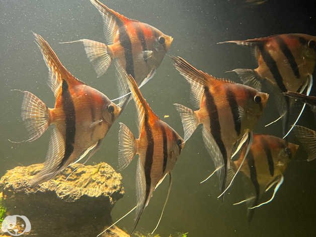 Manacapuru Angel ( 1 large sized fish) - Image 3