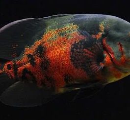 Short body black tiger oscar (4 Pieces)