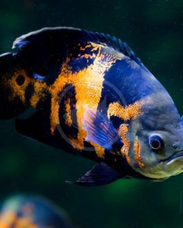 Tiger Oscar (4 pieces)