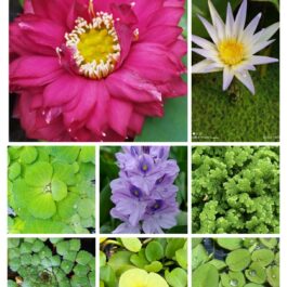 Beginners waterlily lotus pond plants combo