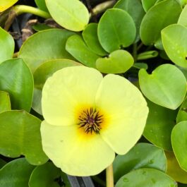 Beginners waterlily lotus pond plants combo
