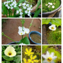 Flowering pond plant combo ( 7 plants)