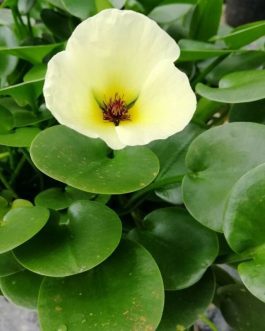 Flowering pond plant combo ( 7 plants)