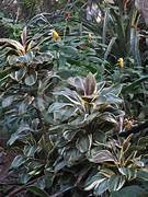 Dracena/Cordilyne fruticosa Miss Andrea (single plant)