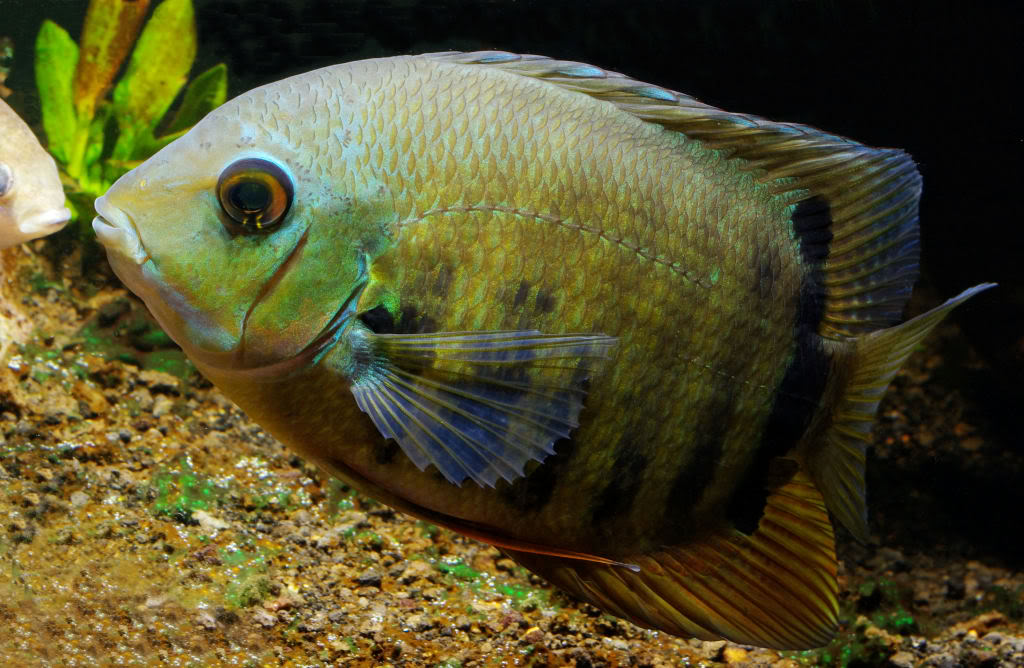 Green turquoise sevaram ( 1 large sized fish) - Image 4